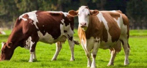 Feed additives